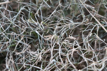 dry grass background 
