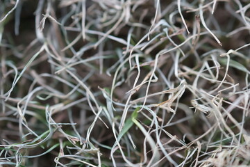Dry Curled Grass Macro – Natural Texture Background