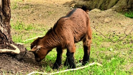 A young goat is curiously and playfully investigating the ground near a large tree in a beautiful...