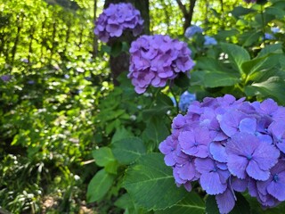 紫陽花の写真