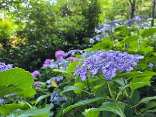 紫陽花の写真