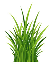 Illustration of Green Grass Plant in Detail Isolated on Transparent