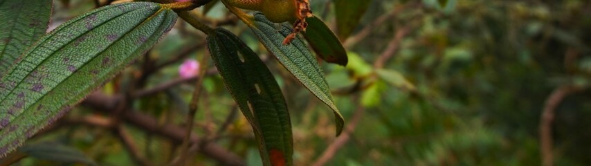 Melastoma malabathricum, beautiful green Melastoma malabathricum flower leaves with blurred background