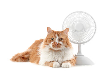 Funny cat and electric fan on white background