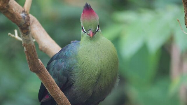 Close-up of vibrant green turaco bird with red crest and eye ring, perched on a tree branch