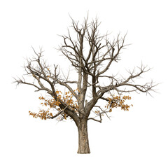 Obraz premium Isolated Autumn Tree with Bare Branches Against Transparent Background