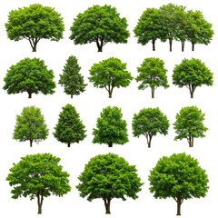 Illustration Various Tree Shapes with Lush Green Foliage Isolated on Black