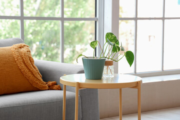 Reed diffuser and houseplant on coffee table in interior of living room, closeup