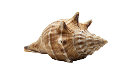 Isolated Conch Seashell Spiral Pattern with Transparent Background
