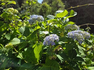 紫陽花の写真