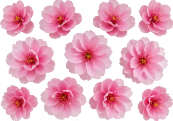 Isolated Floral Background of Pink Cherry Blossom with Transparent Backdrop