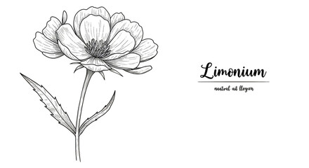 Isolated Floral Peony Illustration with Transparent Background Delicate