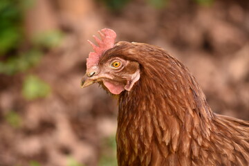 chicken, likely a breed known for its egg-laying capabilities, such as a Lohmann Brown or an ISA Brown