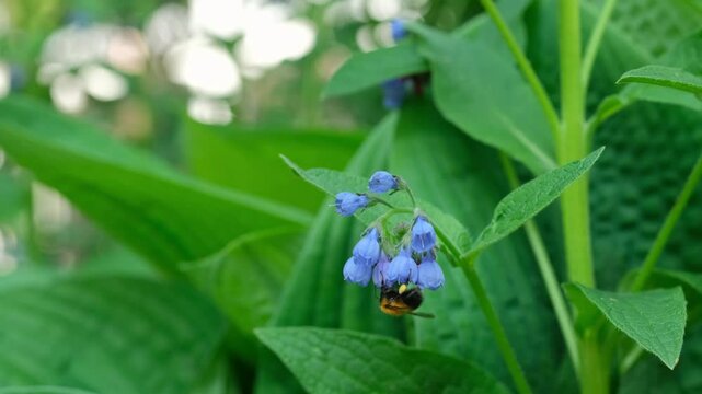 A bumblebee collects nectar on a blue comfrey flower and flies away.