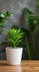 Obraz premium Green Potted Plant on Wooden Table Against Dark Background