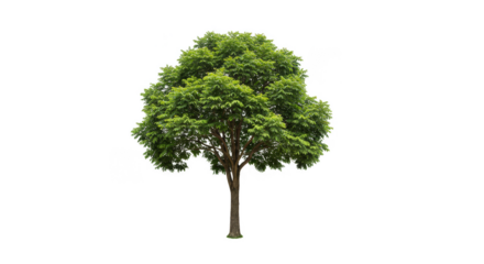 Isolated Lush Green Tree a Vibrant Natural Transparent Element