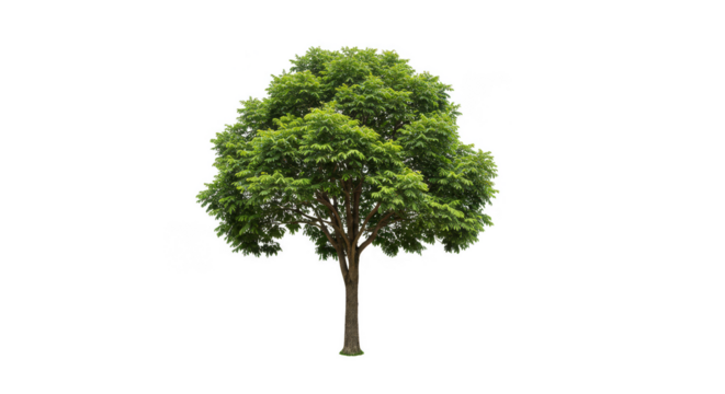 Isolated Lush Green Tree a Vibrant Natural Transparent Element