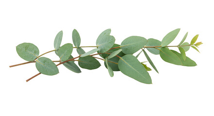 Isolated Eucalyptus Branch with Green Leaves Transparent Background