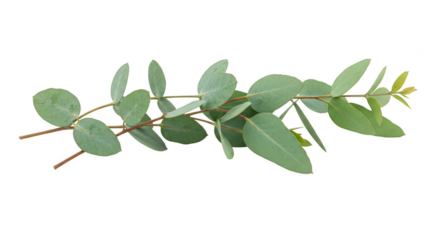 Isolated Eucalyptus Branch with Green Leaves Transparent Background