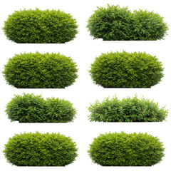 Isolated PNGs of Lush Green Ornamental Bushes for Garden Landscaping