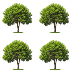 Obraz premium Isolated Image of Green Trees with Transparent Background Plants