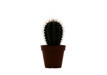 Isolated Potted Cactus Plant on Transparent Background with Brown Container