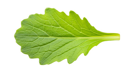 Fototapeta premium Isolated Green Leaf Transparent Background Fresh Plant Detail