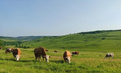 cows grazing on a high plateau, likely in a mountainous or hilly region. in Romania