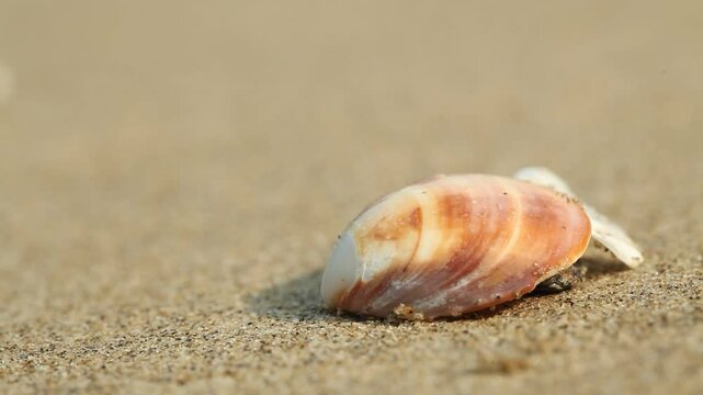 shell on the sand