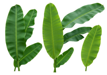 Obraz premium Isolated Background of Green Banana Leaves Texture in Tropical Nature