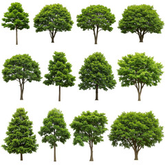 Isolated PNGs of Various Green Trees on Transparent Background