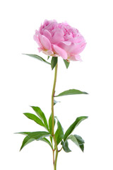 Fototapeta premium Beautiful pink peony flower isolated on white background, closeup