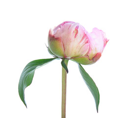 Bud of beautiful pink peony flower isolated on white background, closeup
