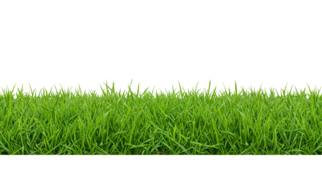 Isolated Green Grass Lawn Background Field Texture Spring Summer