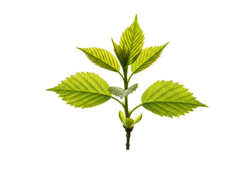 Isolated Green Leaf Transparent Background Spring Growth Fresh Plant