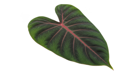 Isolated Heart Leaf Lush Green Veins Transparent Background Design