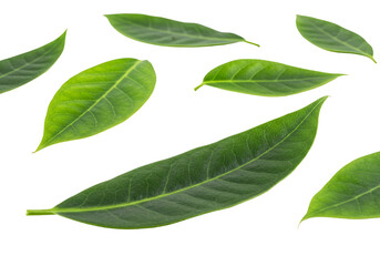 Isolated Leaves Fresh Green Leaf On Transparent Background Photo