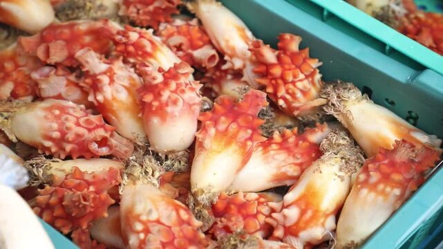 ascidian in the market, Sea squirt in the market