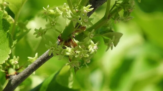 [4K] Tiny Greenish-White Flowers of Euonymus\ sieboldianus (Mayumi) Blooming on a Forest Edge  【4K】山野の林縁に咲くマユミ（真弓）の緑白色の小さな花と新緑の風景 撮影日：20250609-2