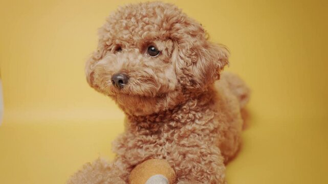 Toy Poodle looking around on yellow background