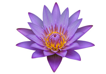 Isolated Purple Lotus Flower Blossom Bloom with Transparent Background