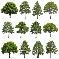 Isolated Illustration of Green Trees Collection on Transparent Background
