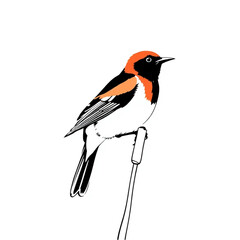 Obraz premium A red-winged blackbird perched on a cattail stalk