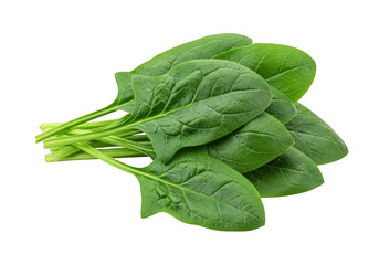 Isolated Fresh Green Spinach Bunch Cutout Transparency No Background
