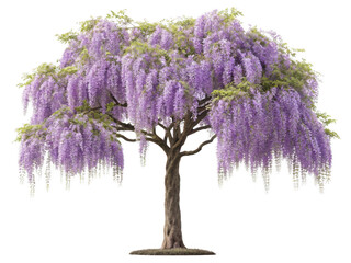 Wisteria tree png flowering wisteria vine png ornamental climbing tree png purple wisteria blossoms png garden wisteria tree png transparent background image