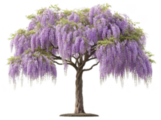 Wisteria tree png flowering wisteria vine png ornamental climbing tree png purple wisteria blossoms png garden wisteria tree png transparent background image