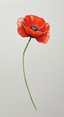 red poppy isolated on white background