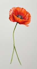 red poppy isolated on white background