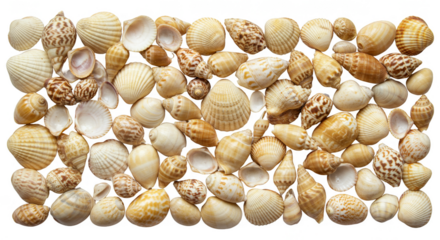 Isolated Seashell Background with Beach Marine Texture Shell Collection
