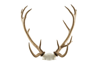 Isolated Transparent Antlers Skull Trophy Of a Deer With Horn Skeleton